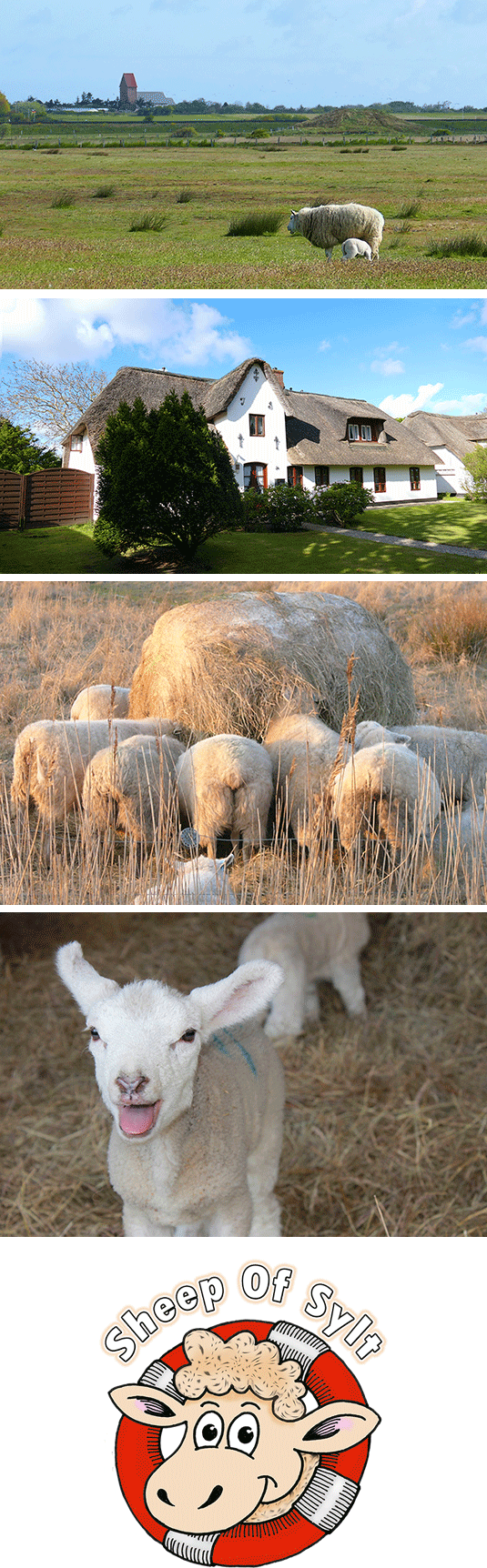 Schafe auf Sylt Sheep of Sylt